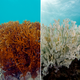 Image for article titled This is What a Mass Die-off of Earth's Coral Reefs Looks Like